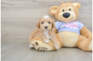 Maltipoo Puppy for Adoption