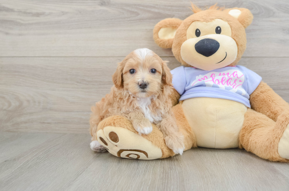 5 week old Maltipoo Puppy For Sale - Premier Pups