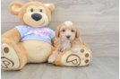 Petite Maltipoo Poodle Mix Pup