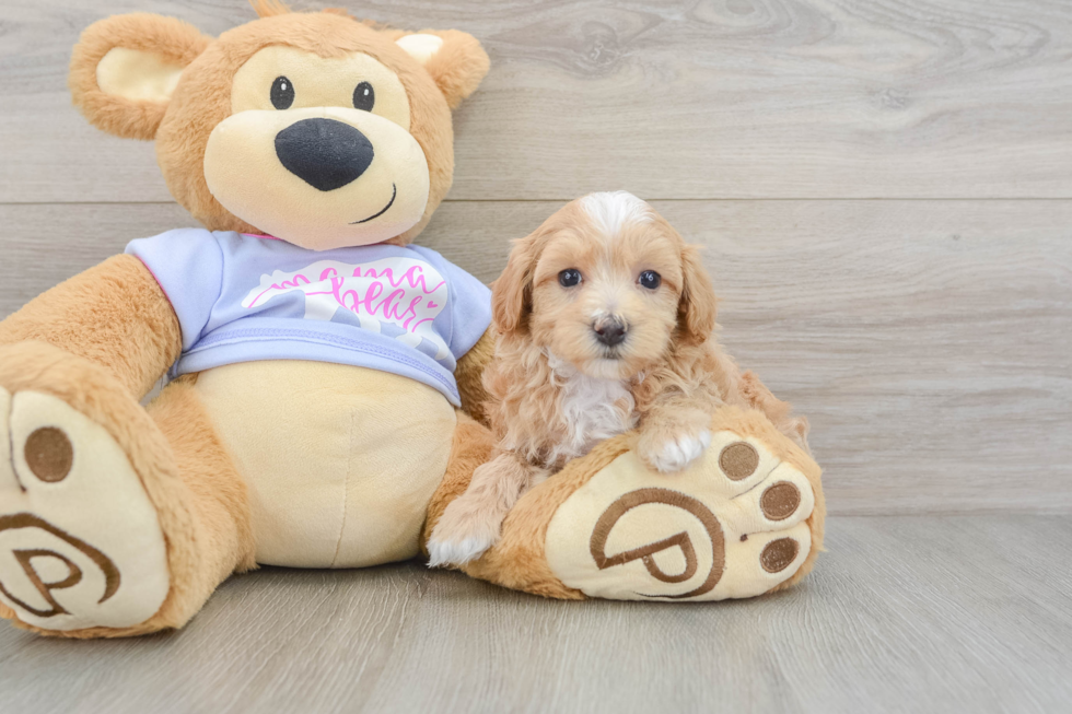 Petite Maltipoo Poodle Mix Pup
