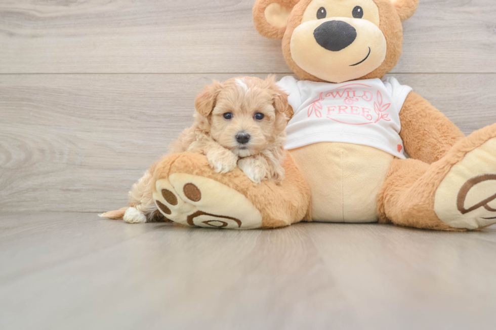 Popular Maltipoo Poodle Mix Pup