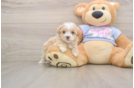 Best Maltipoo Baby