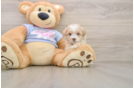 Friendly Maltipoo Baby