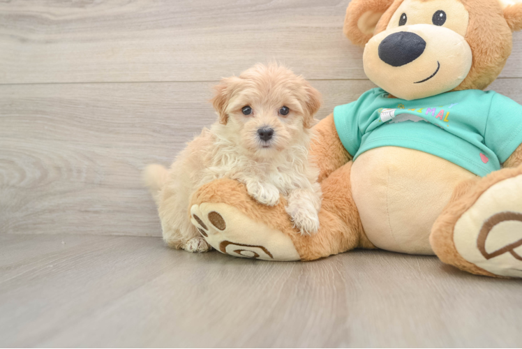 Maltipoo Pup Being Cute
