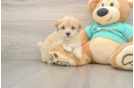 Maltipoo Pup Being Cute