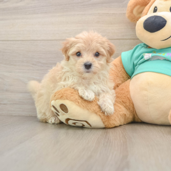 Maltipoo Pup Being Cute
