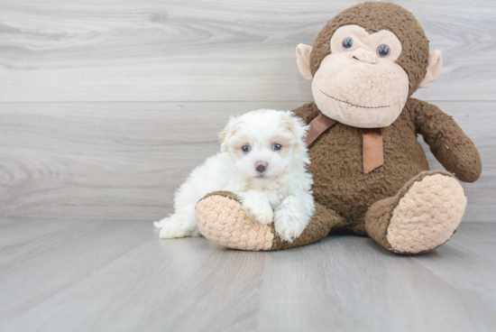 Best Maltipoo Baby