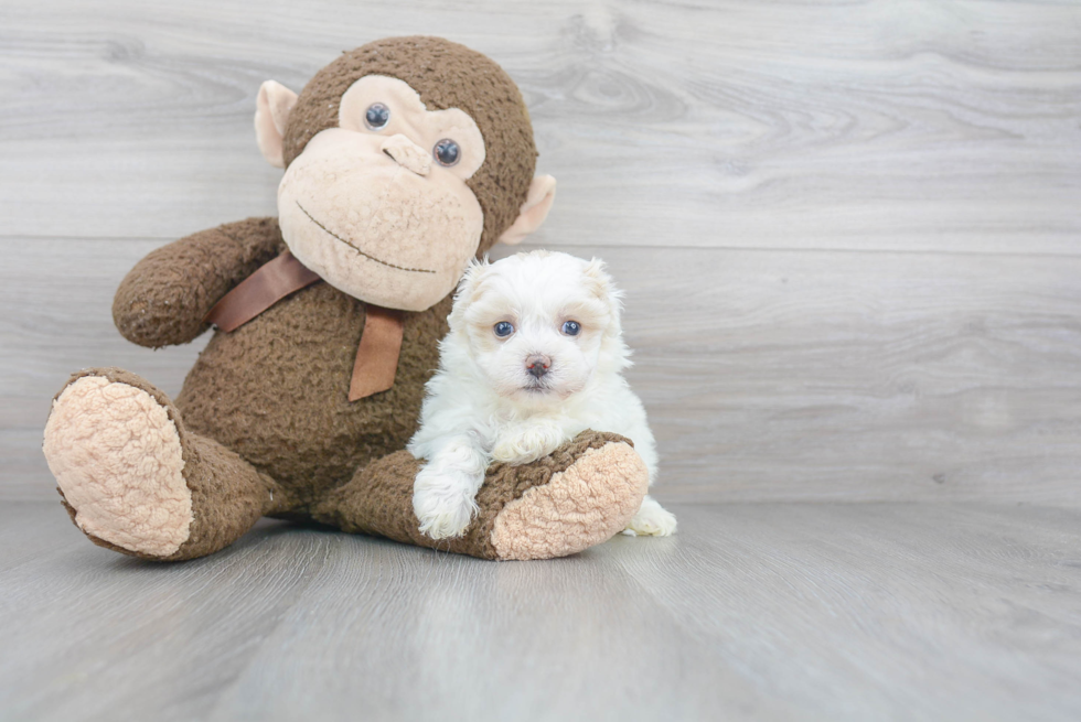 Cute Maltipoo Baby