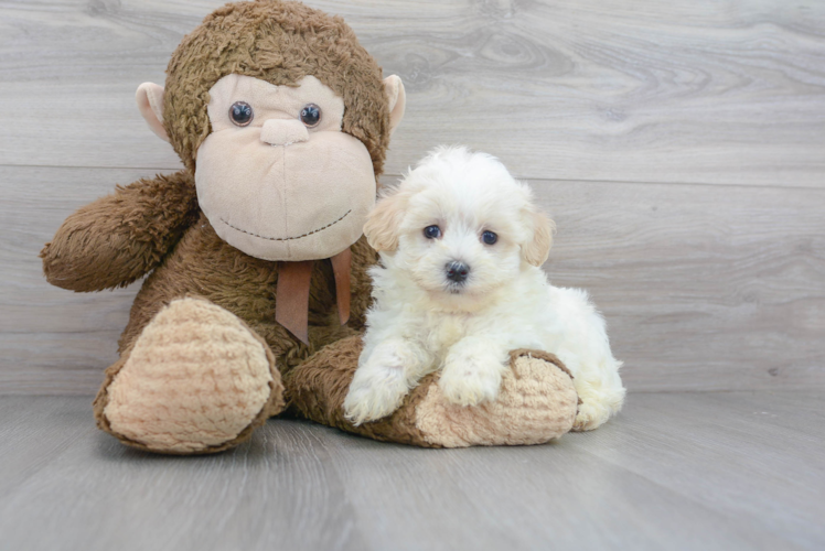 Maltipoo Pup Being Cute