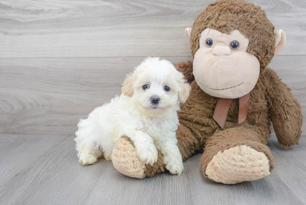 Cute Maltipoo Baby