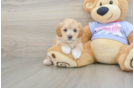 Adorable Malt a Poo Poodle Mix Puppy