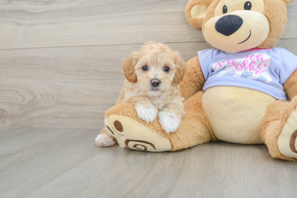 Adorable Malt a Poo Poodle Mix Puppy