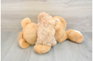 Maltipoo Puppy for Adoption