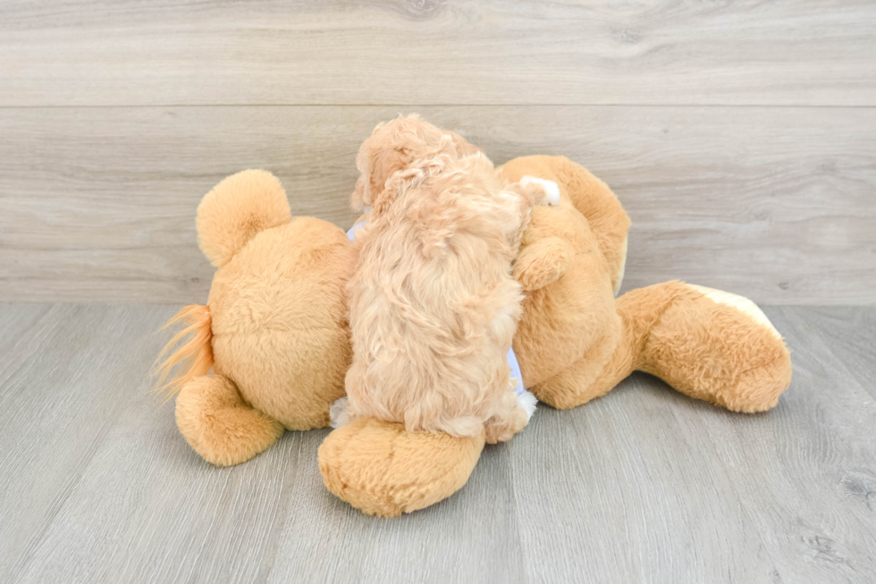Maltipoo Puppy for Adoption