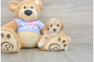 Smart Maltipoo Poodle Mix Pup