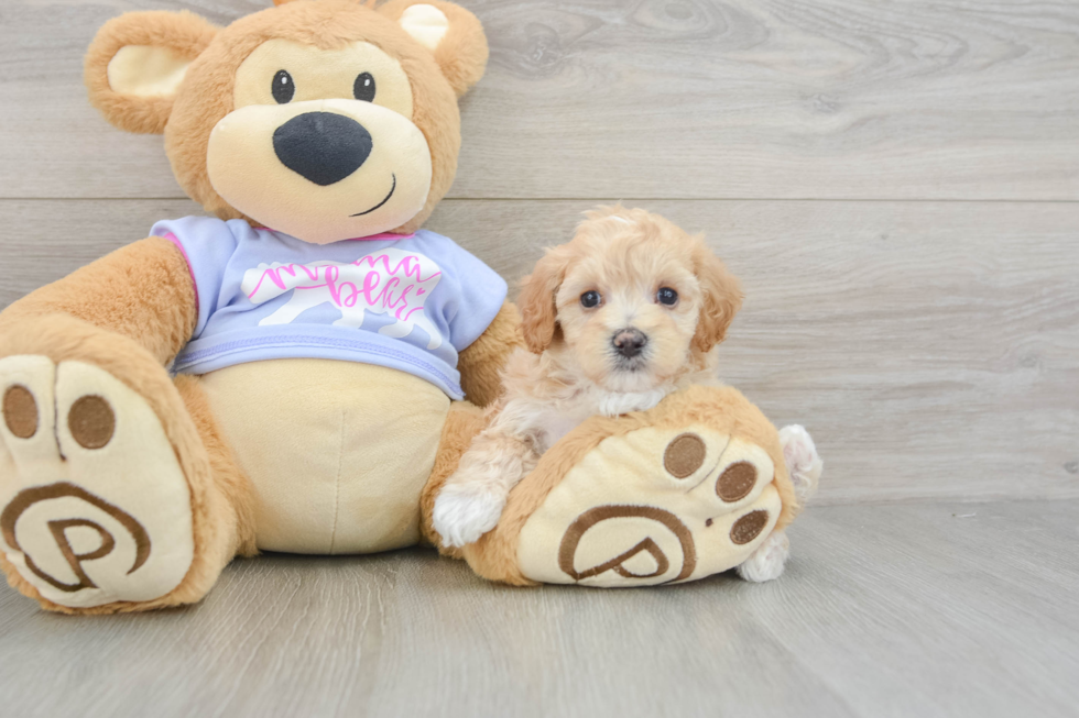 Smart Maltipoo Poodle Mix Pup