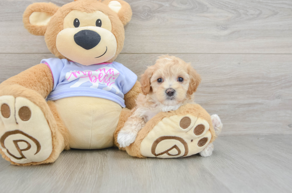 5 week old Maltipoo Puppy For Sale - Premier Pups
