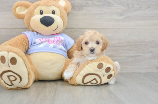 Smart Maltipoo Poodle Mix Pup