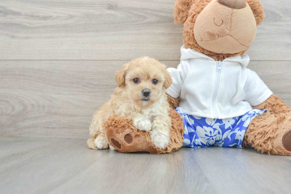 Friendly Maltipoo Baby