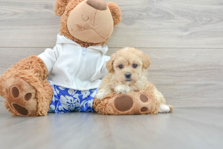 Maltipoo Puppy for Adoption