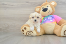 Petite Maltipoo Poodle Mix Pup