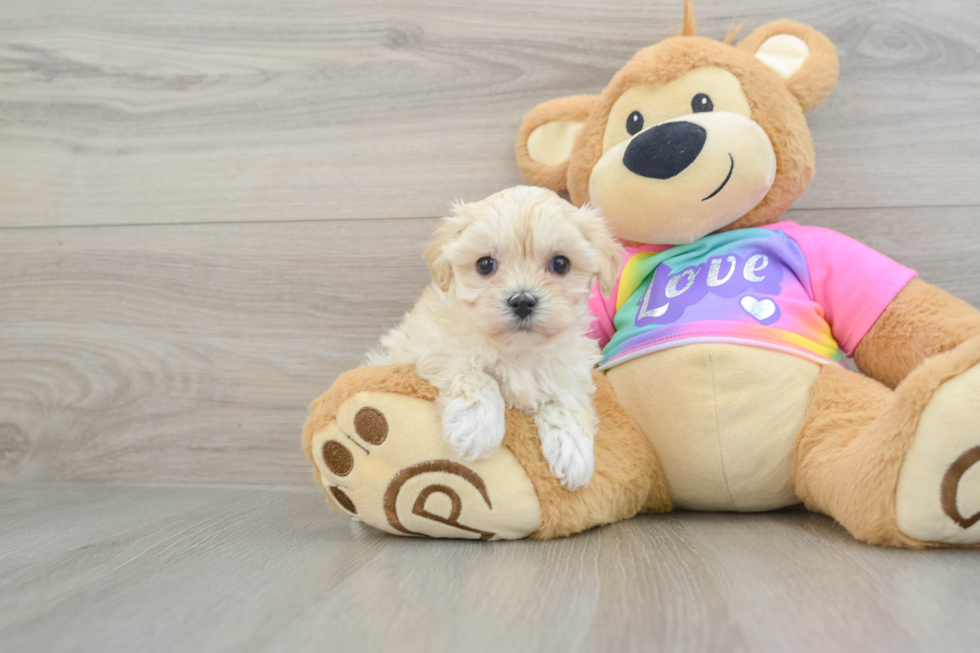 Petite Maltipoo Poodle Mix Pup