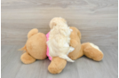 Maltipoo Puppy for Adoption