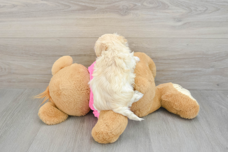 Meet Ingrid - our Maltipoo Puppy Photo 2/3 - Premier Pups