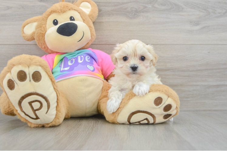 Best Maltipoo Baby