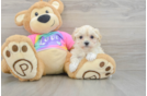 Best Maltipoo Baby