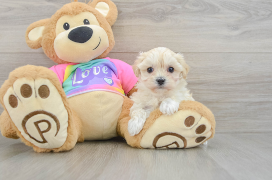 Best Maltipoo Baby