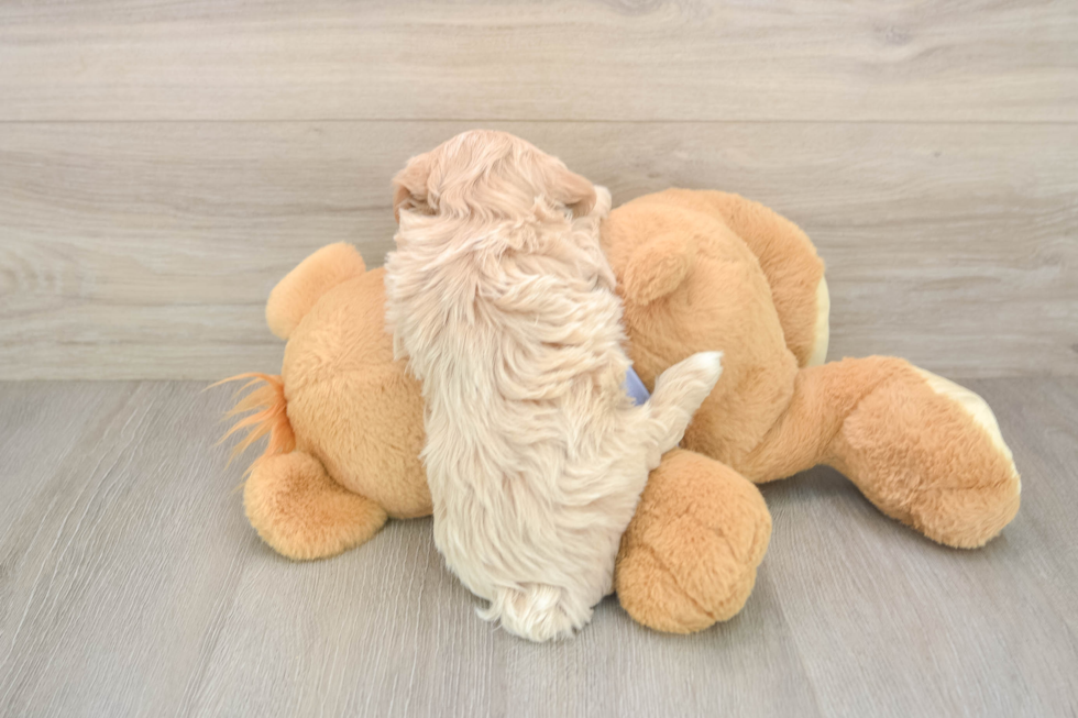 Small Maltipoo Baby