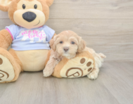 6 week old Maltipoo Puppy For Sale - Premier Pups