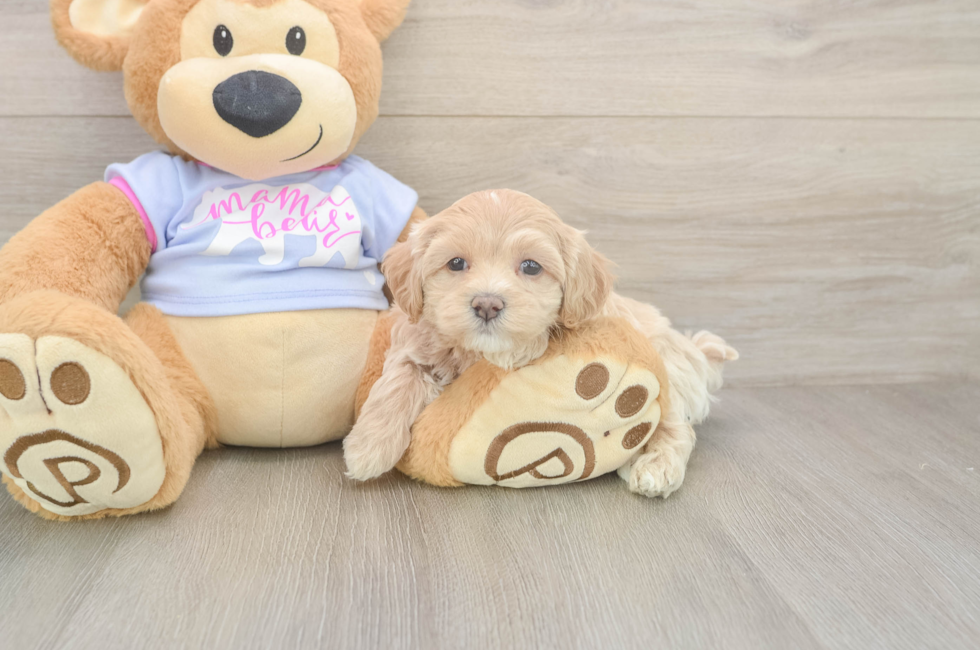 5 week old Maltipoo Puppy For Sale - Premier Pups