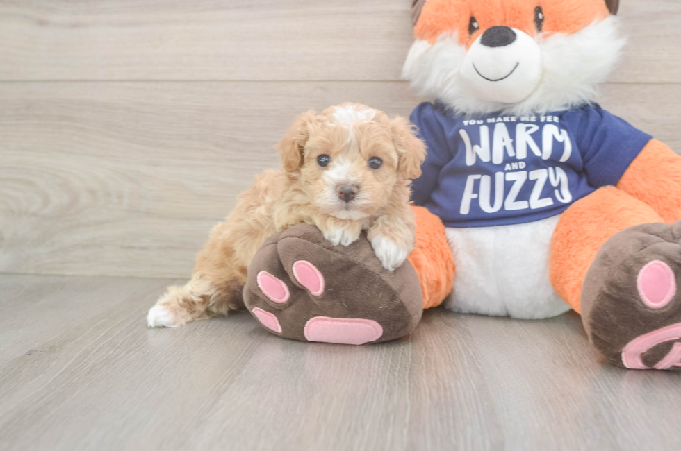 5 week old Maltipoo Puppy For Sale - Premier Pups