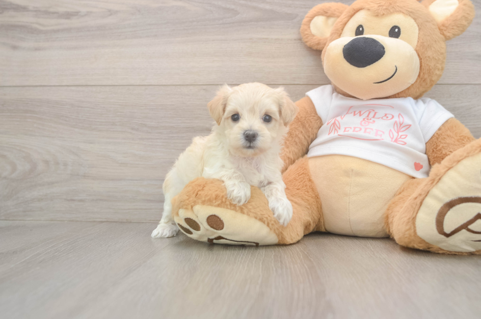 5 week old Maltipoo Puppy For Sale - Premier Pups