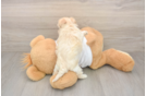 Maltipoo Puppy for Adoption