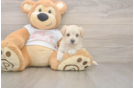 Best Maltipoo Baby