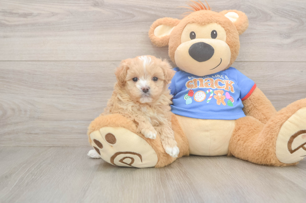 5 week old Maltipoo Puppy For Sale - Premier Pups