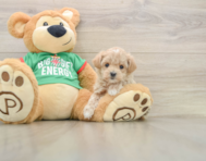 6 week old Maltipoo Puppy For Sale - Premier Pups