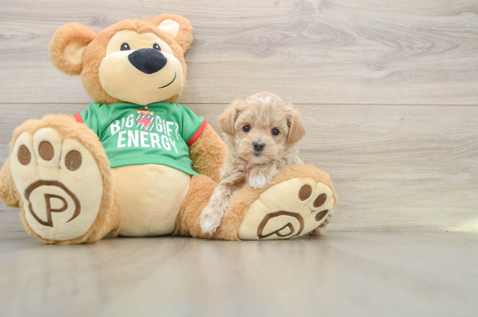 5 week old Maltipoo Puppy For Sale - Premier Pups