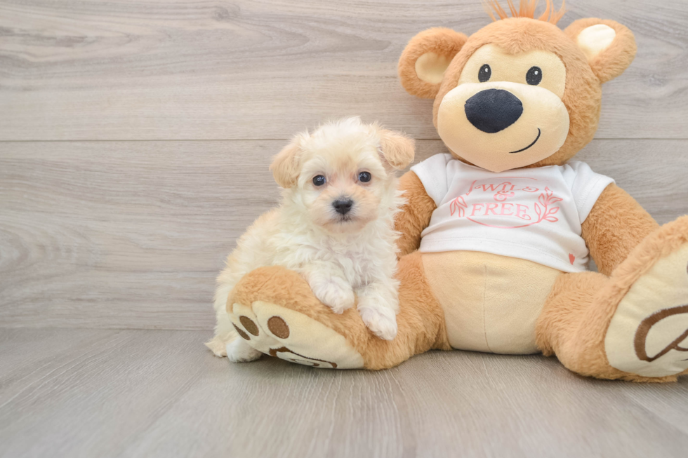 Maltipoo Puppy for Adoption