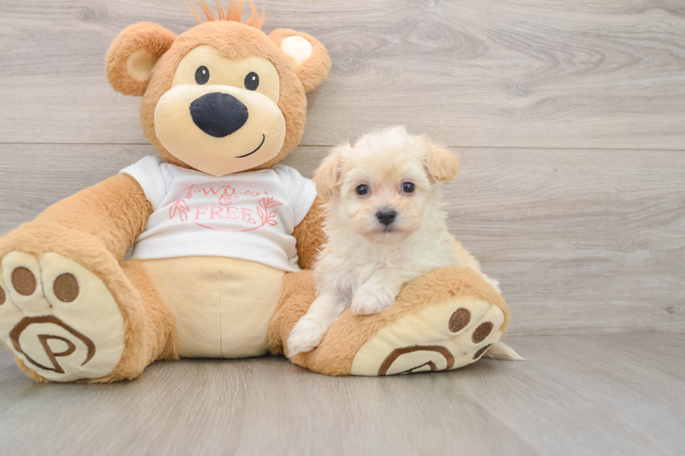 Maltipoo Puppy for Adoption