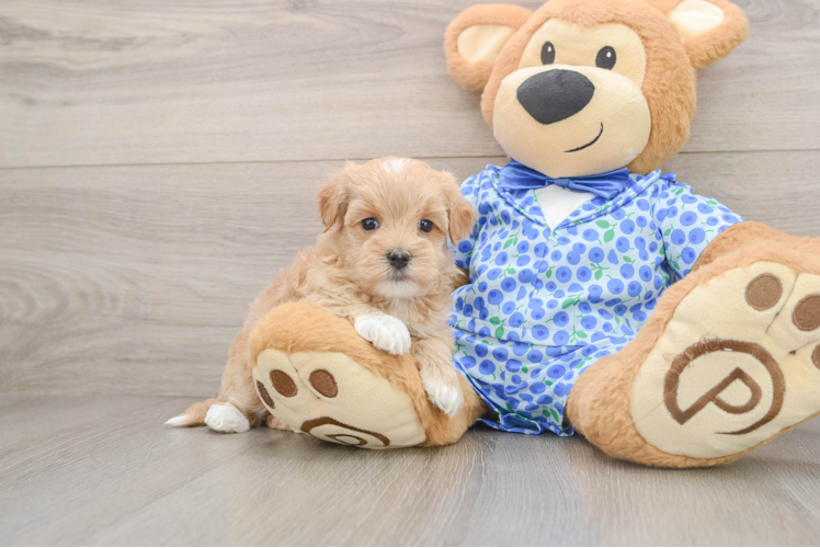 Happy Maltipoo Baby
