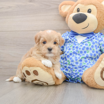 Happy Maltipoo Baby