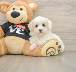 8 week old Maltipoo Puppy For Sale - Premier Pups