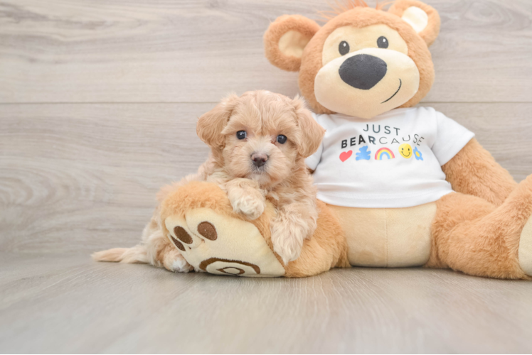 Maltipoo Puppy for Adoption