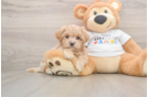 Maltipoo Puppy for Adoption