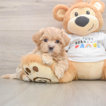 Maltipoo Puppy for Adoption