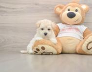 8 week old Maltipoo Puppy For Sale - Premier Pups